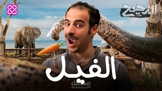 الدحيح - الفيل