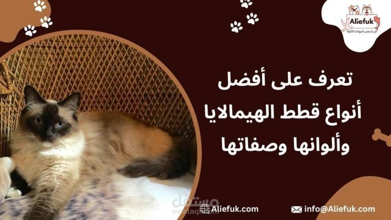 تعرف على أفضل أنواع قطط الهيمالايا وألوانها وصفاتها