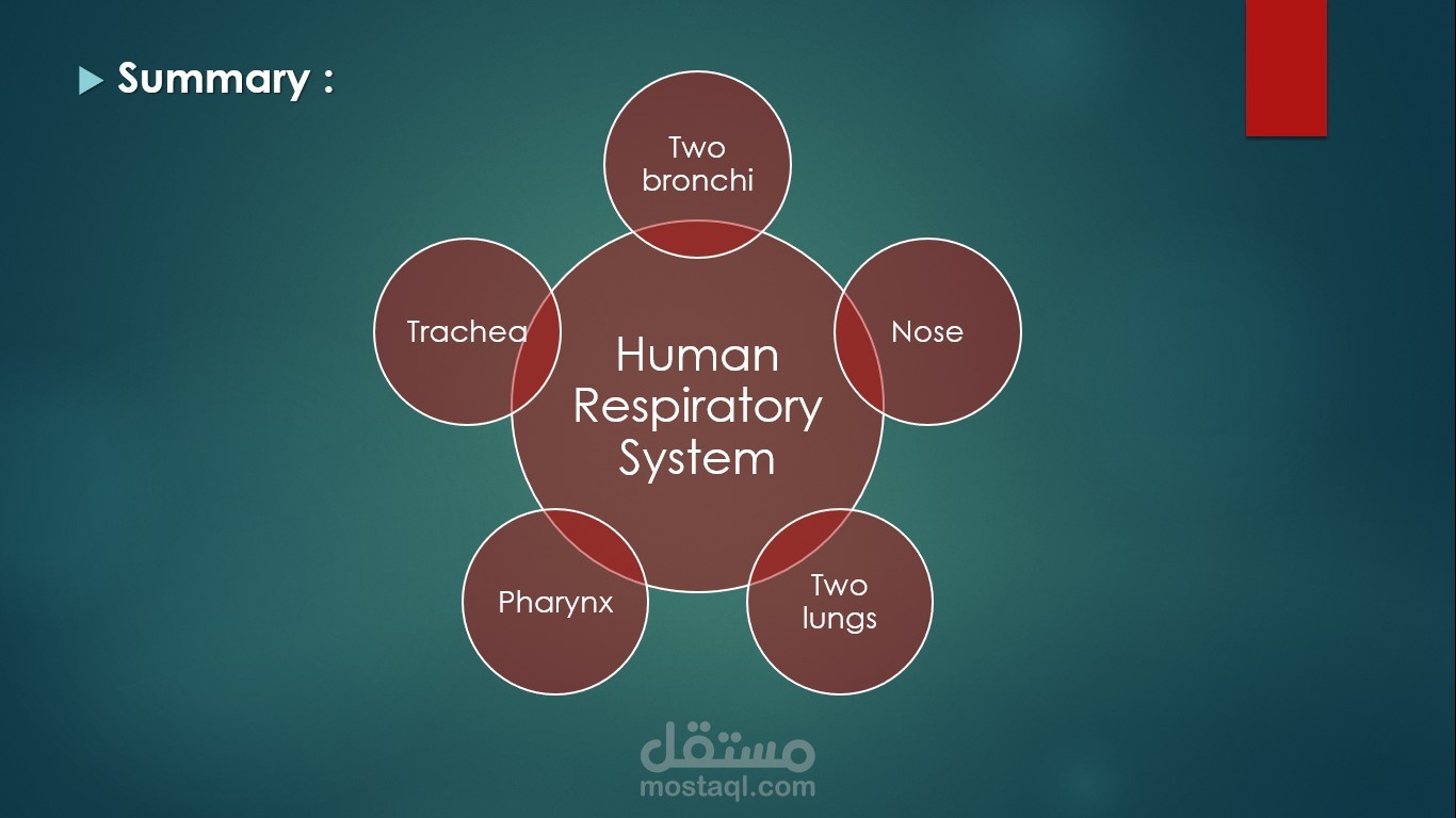 PowerPoint about Respiratory system