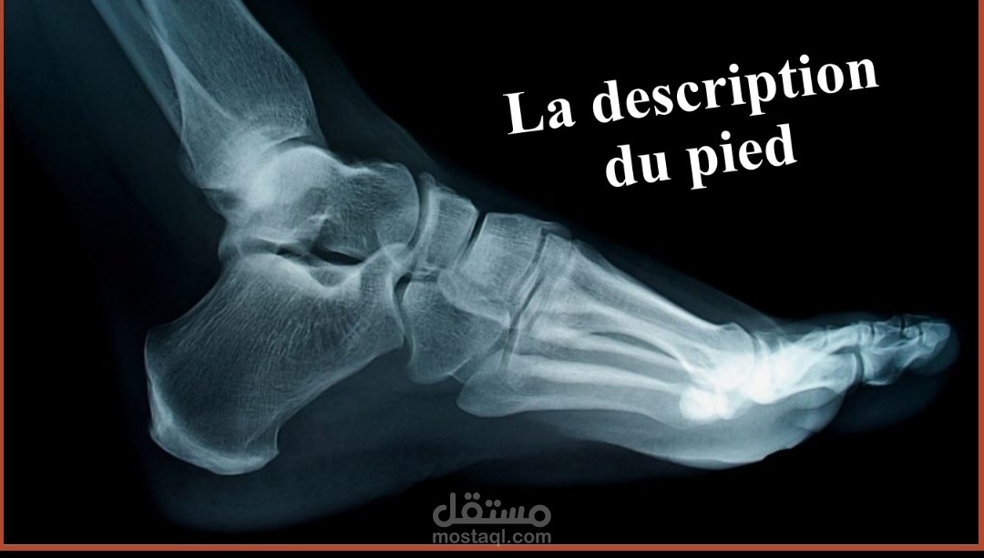 Description générale du pied et de ses os constitutifs. .