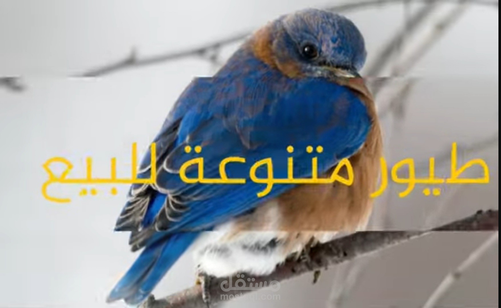 فيديو اعلاني لمحل بيع الطيور