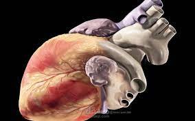 نص فيديو قصير (reel) باللغة العربية عن أضرار زيت النخيل على صحة القلب