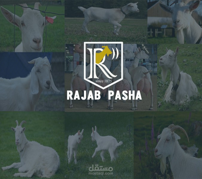 موقع ويب لشركة رجب باشا بثلاث لغات