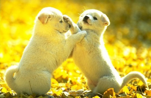 الحيوانات في حياتنا