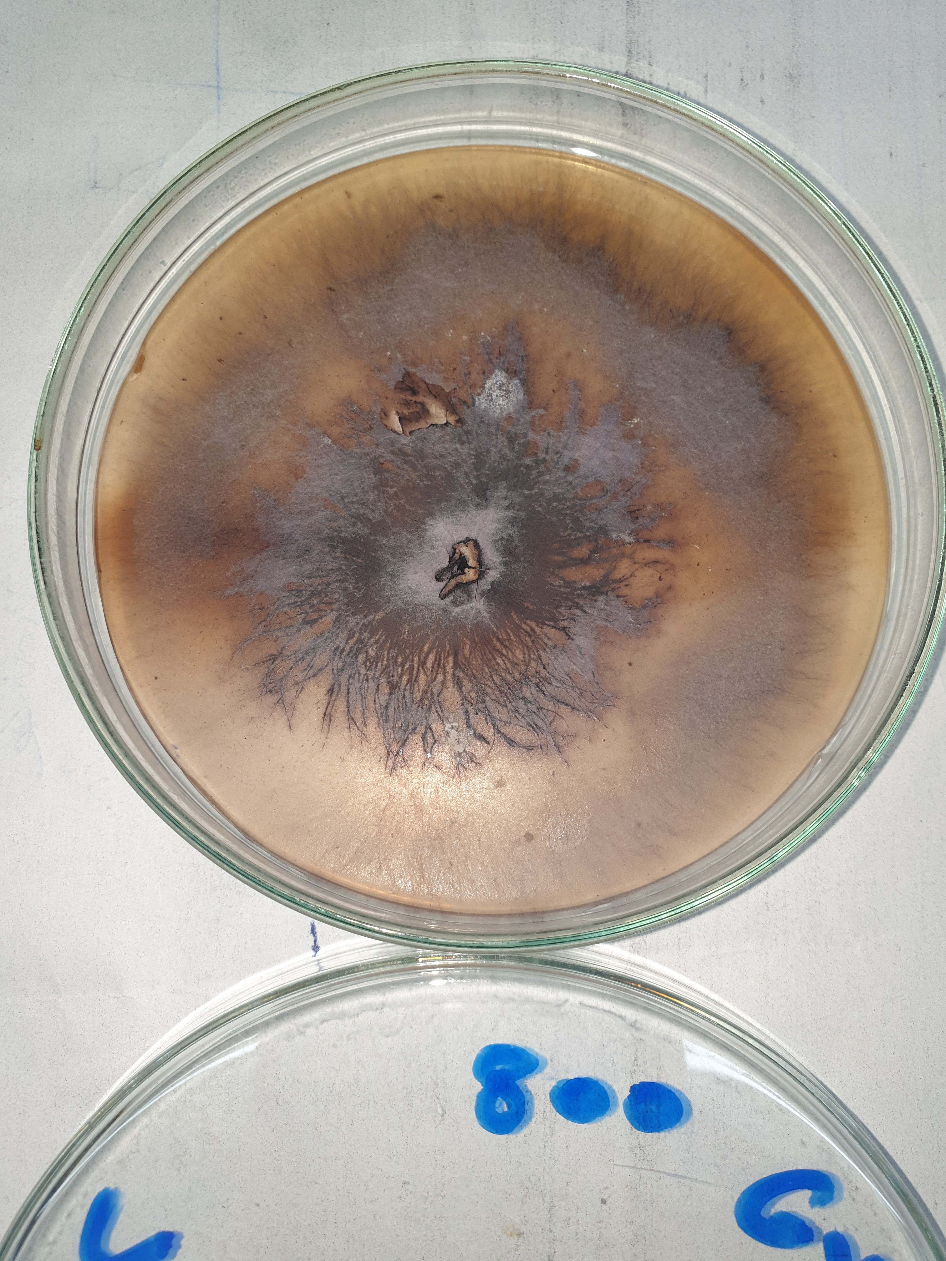 Studies on cellulases of some cellulose‑degrading soil fungi