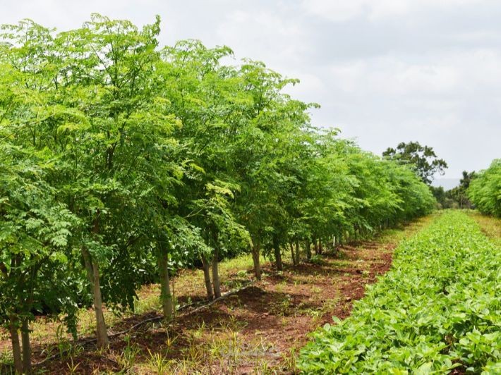Moringa oleifera as a magical diet: the ten most important things we don’t know about health benefits