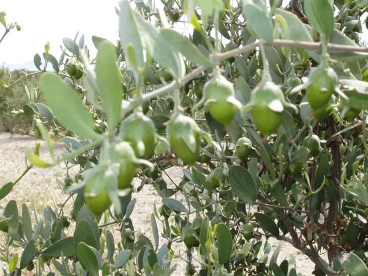 Jojoba oil: the natural secret of beauty and health
