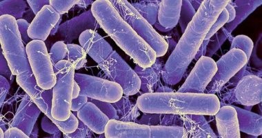bacteria & virus