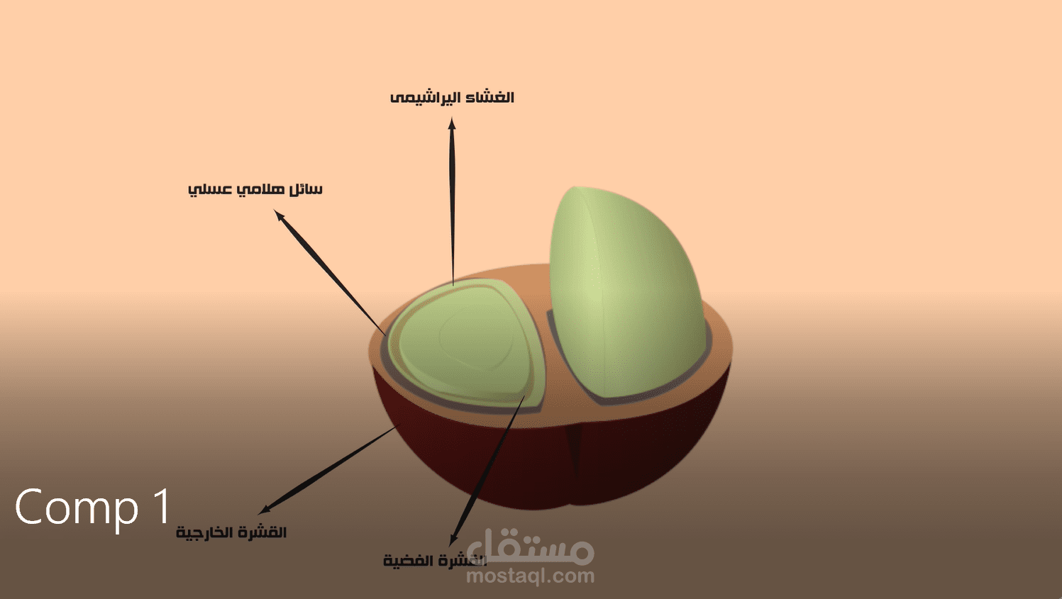 تفاصيل حبة البن