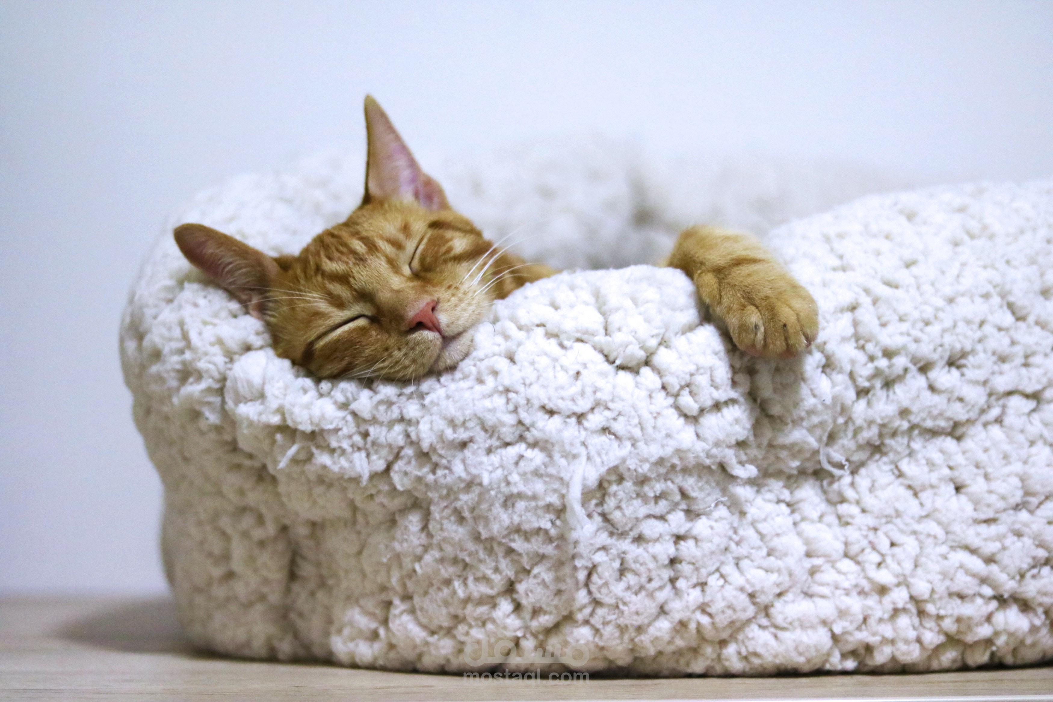 Unveiling the Delightful World of Pet Cats: Loving Companions for a Lifetime