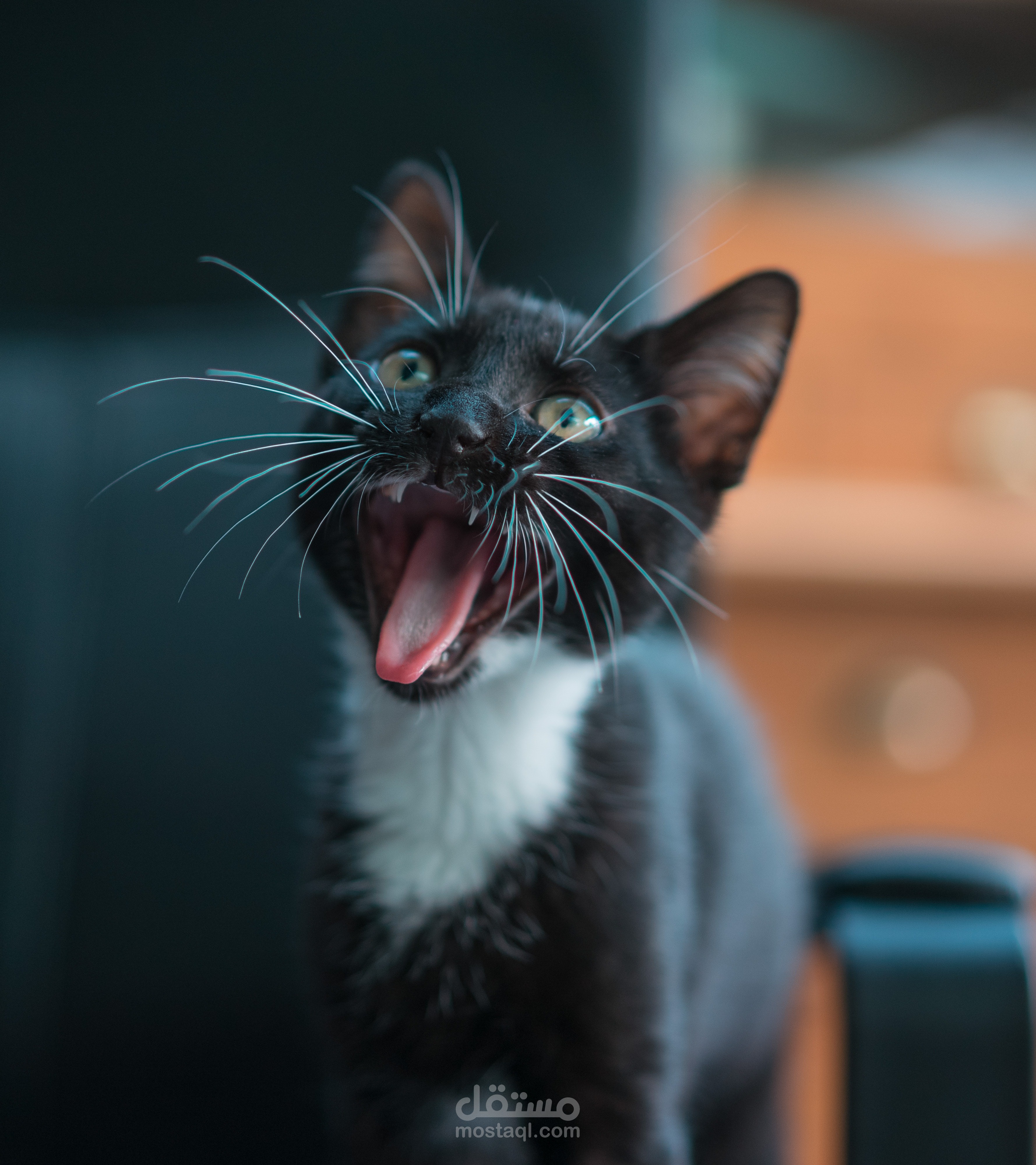 Scammers target pet owners searching for lost pets by saying, “I found your cat
