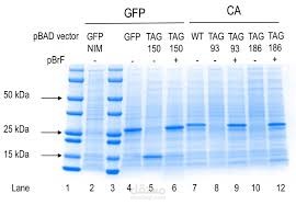 biochemistry report