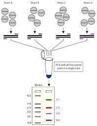 activity :Application of Multiplex PCR in Microsatellite Analysis: Principle and Applications