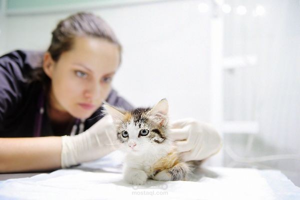 How can a dying kitten be saved