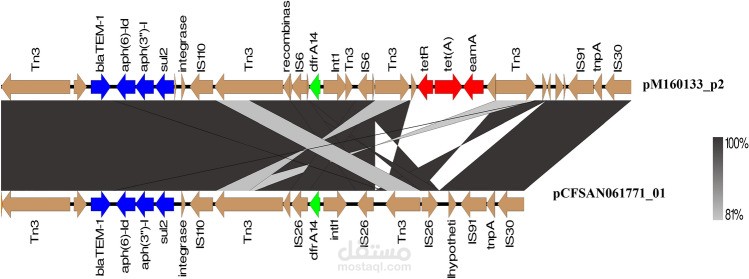 Pathogenome comparison and global phylogeny of Escherichia coli ST1485 strains