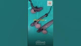 أطول مدة حمل!