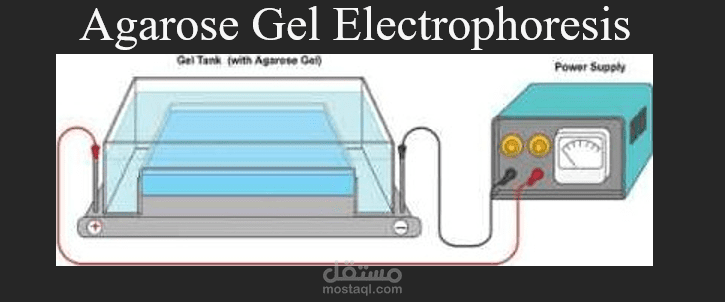 Experiment: Whole Genome Amplification