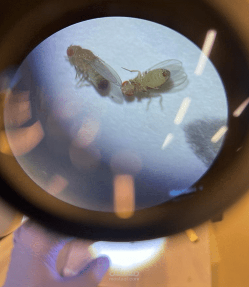 Lab Report: Drosophila Melanogaster F2 collection
