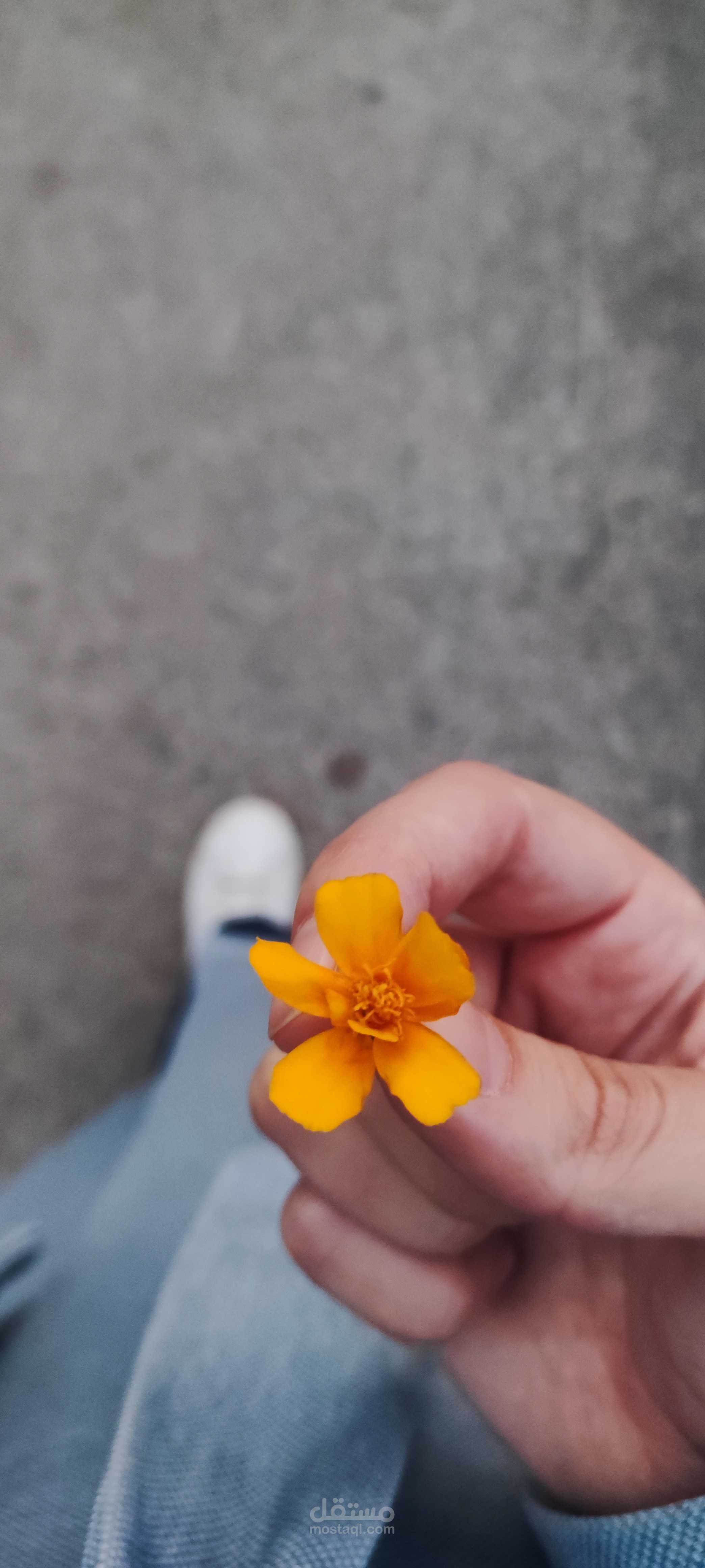 مونتاج فيديوهات