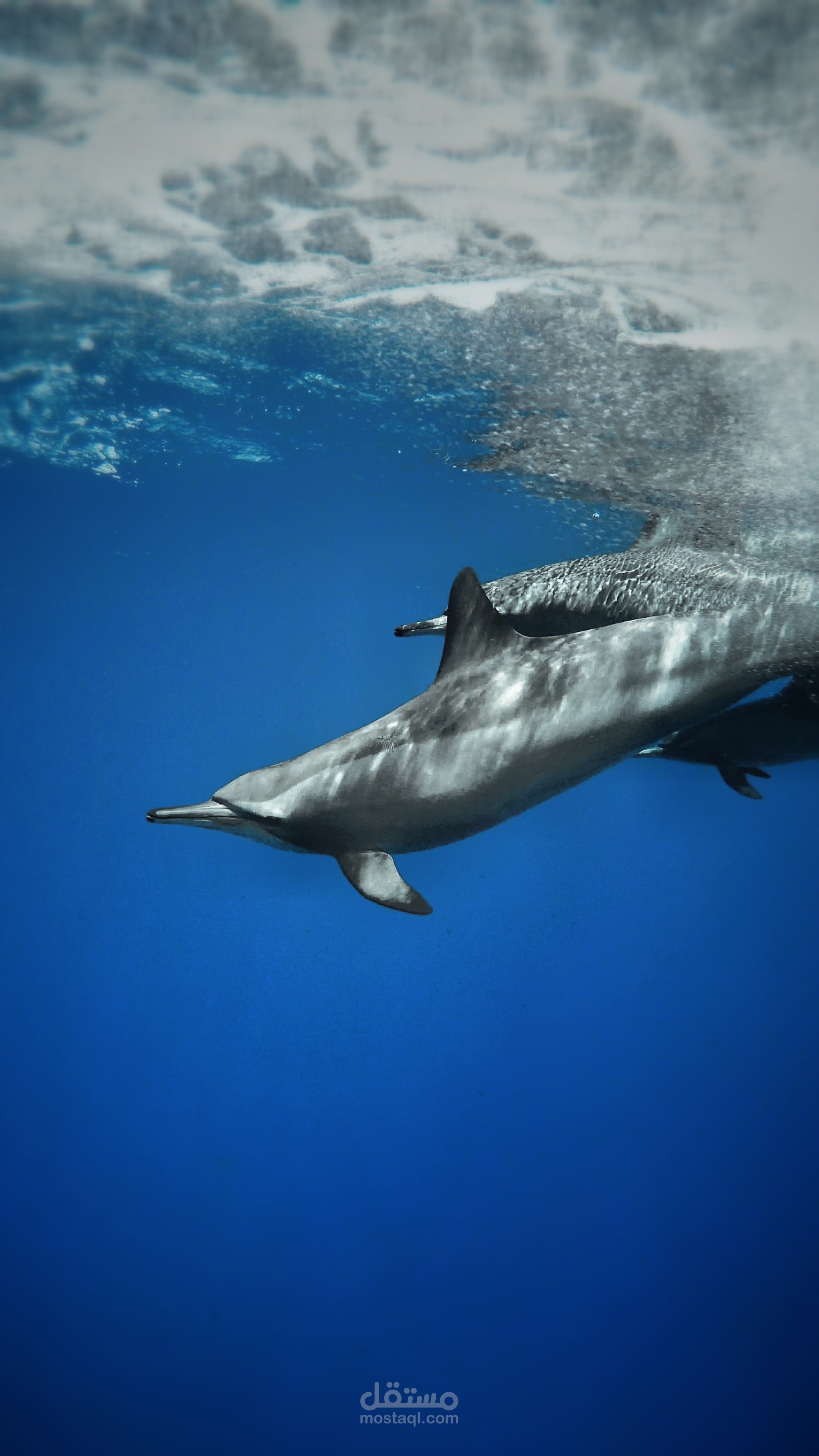 صوره لدولفين