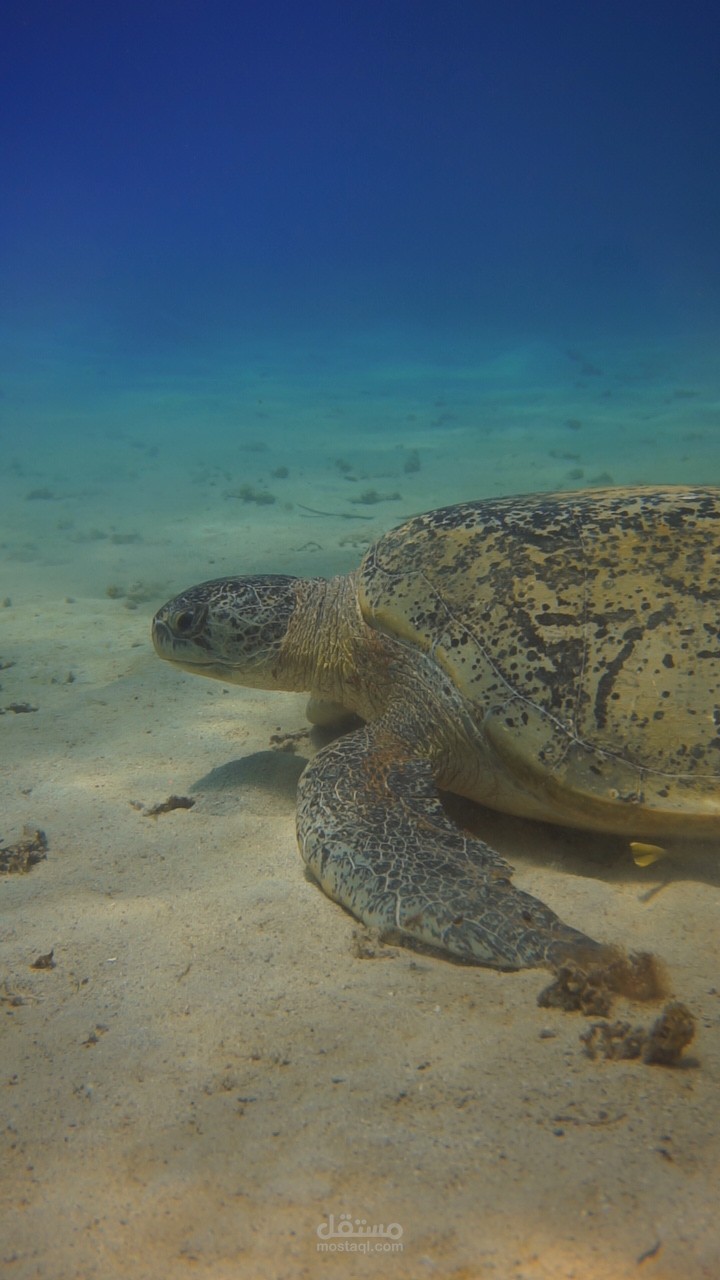 صوره السلحفاة