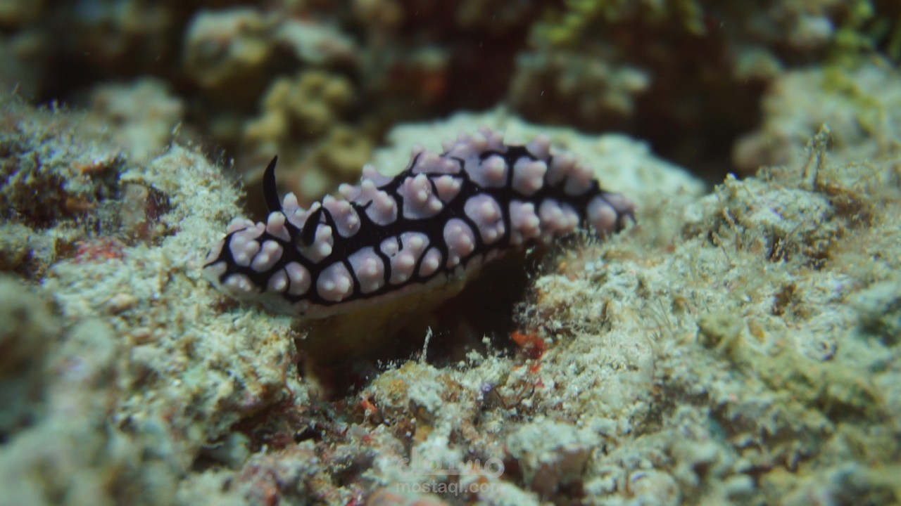 Nudibranche