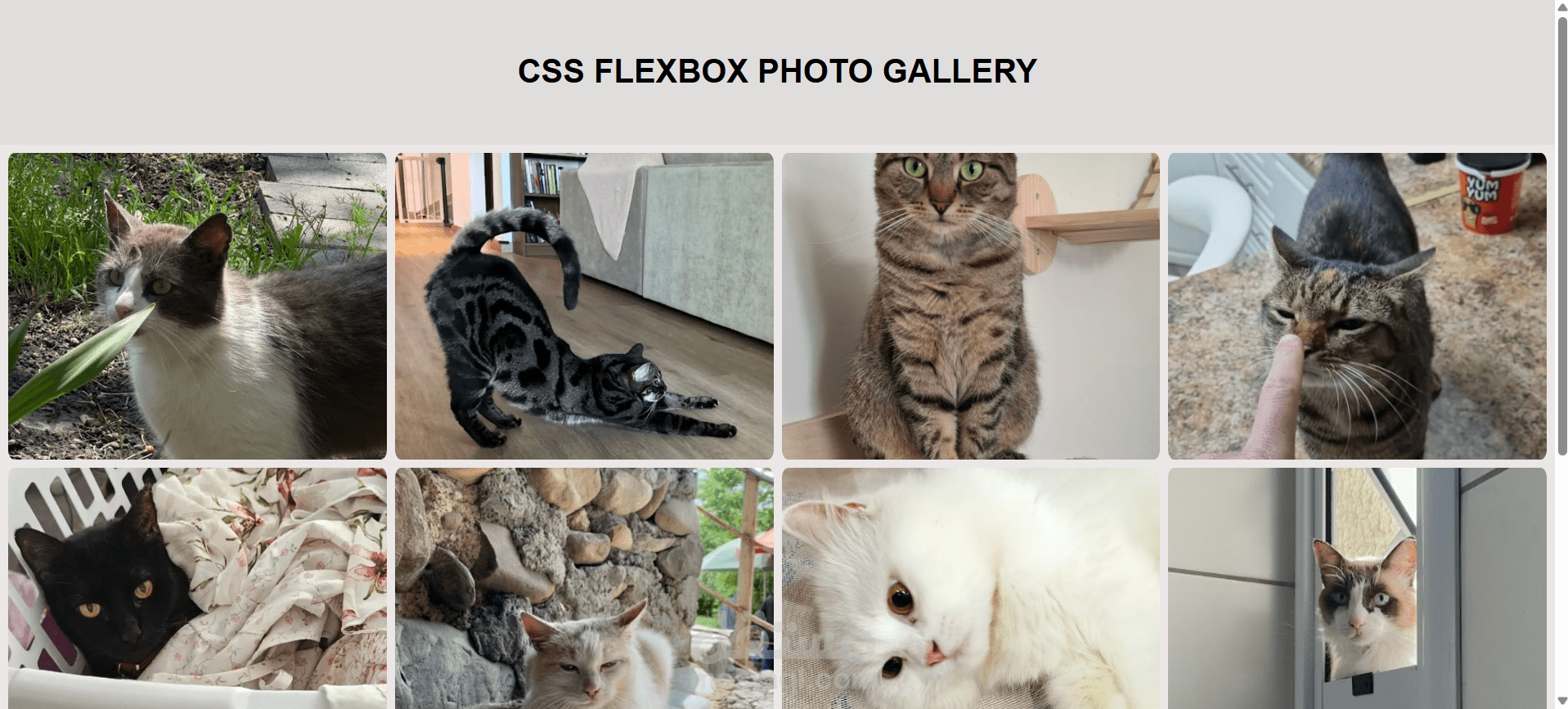Flexbox Gallery