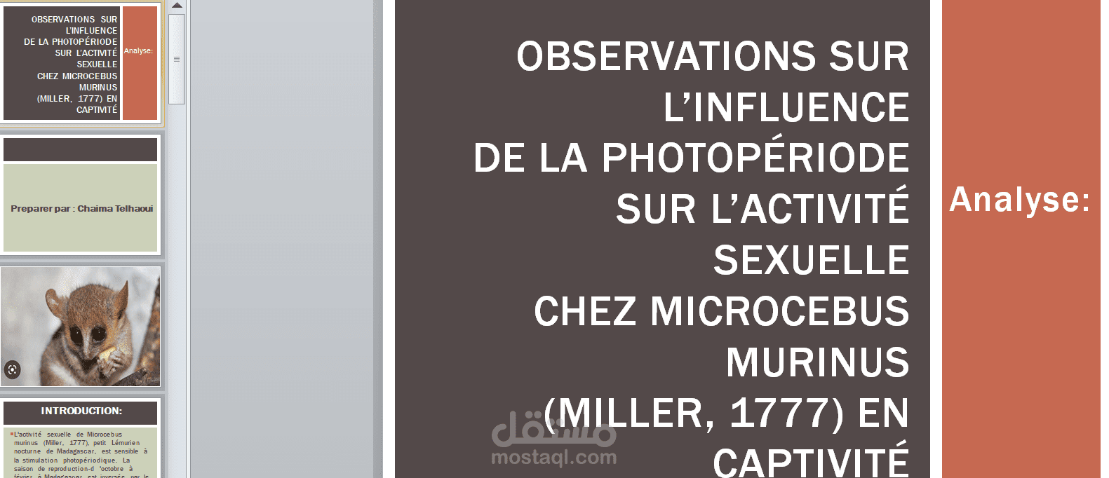 عرض تقديمي لبحث حول تأثير الفترة الضوئية على النشاط الجنسي لحيوان الميكروسيبيس