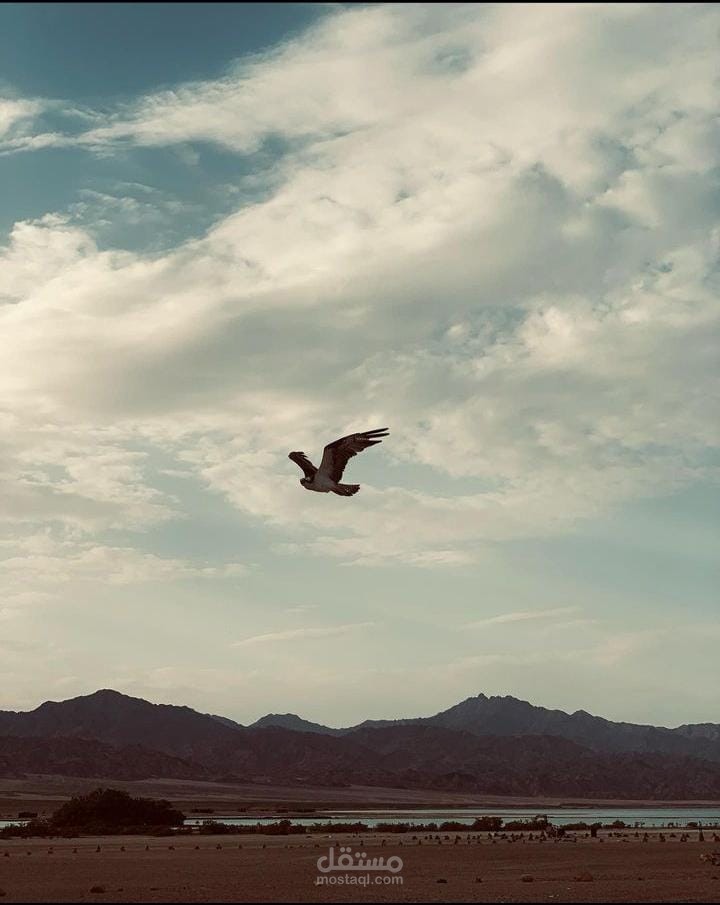 نموذج من سيناريو الفيلم الروائي القصير (شاهين)