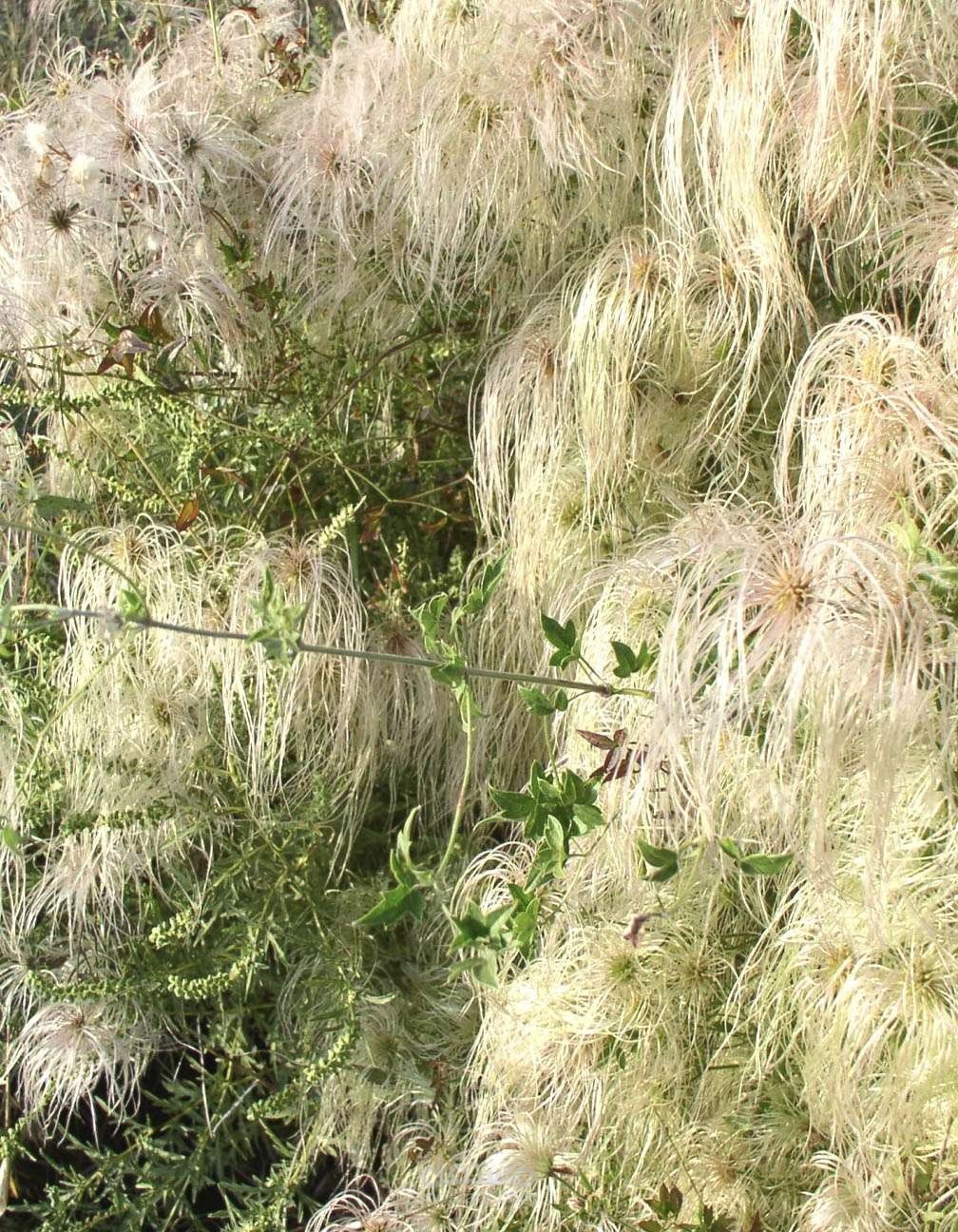 معلومات عن نبات الحزازيات