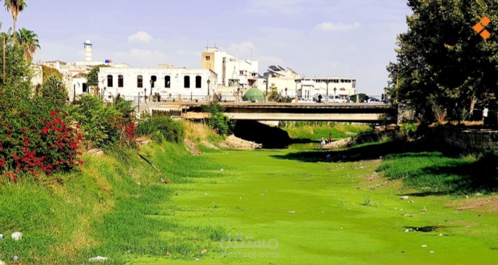 الآزولا تغطي نهر العاصي،إثر توقف تدفق مياهه