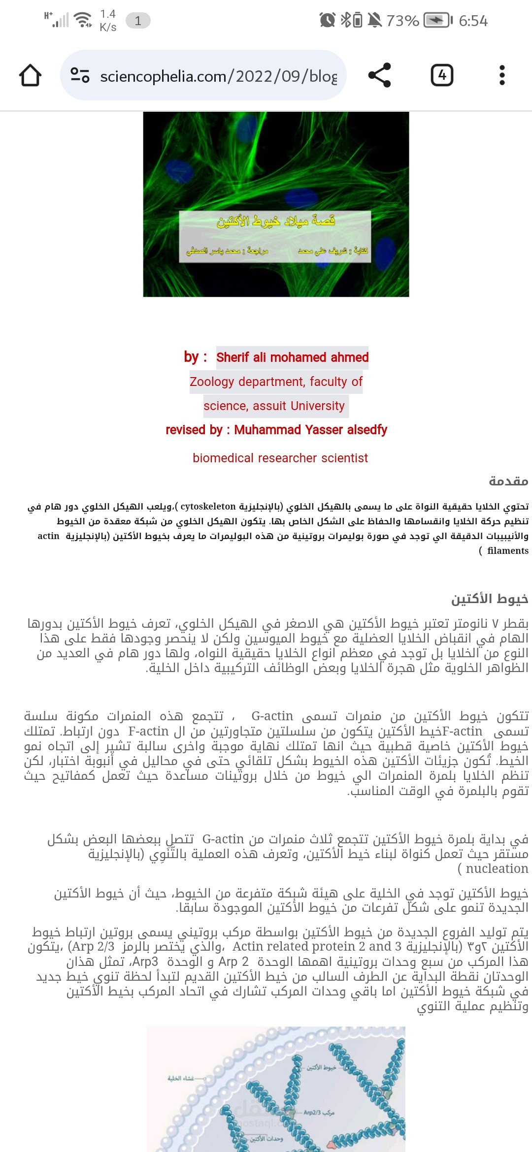 قصة ميلاد خيوط الأكتين