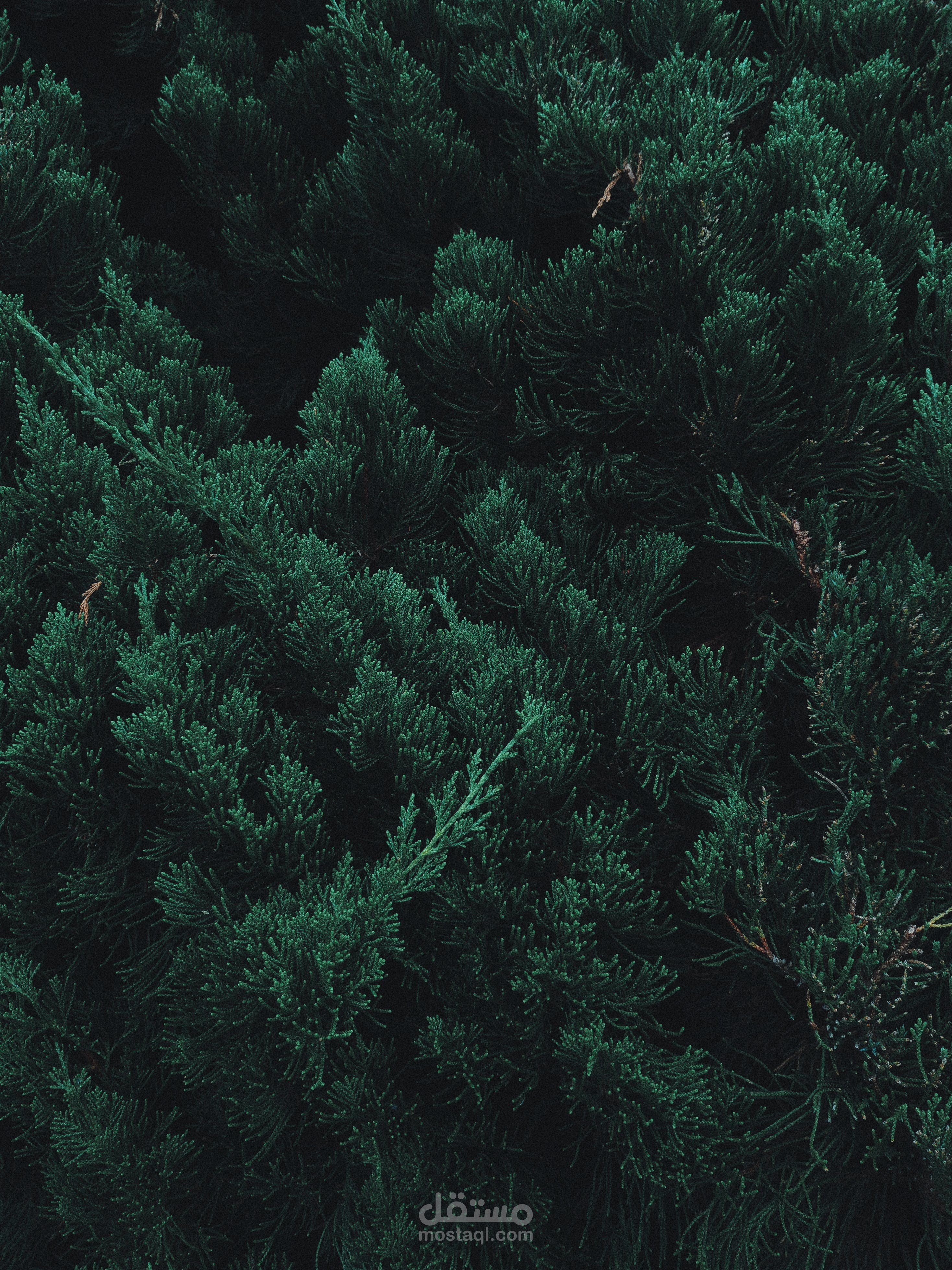 nature