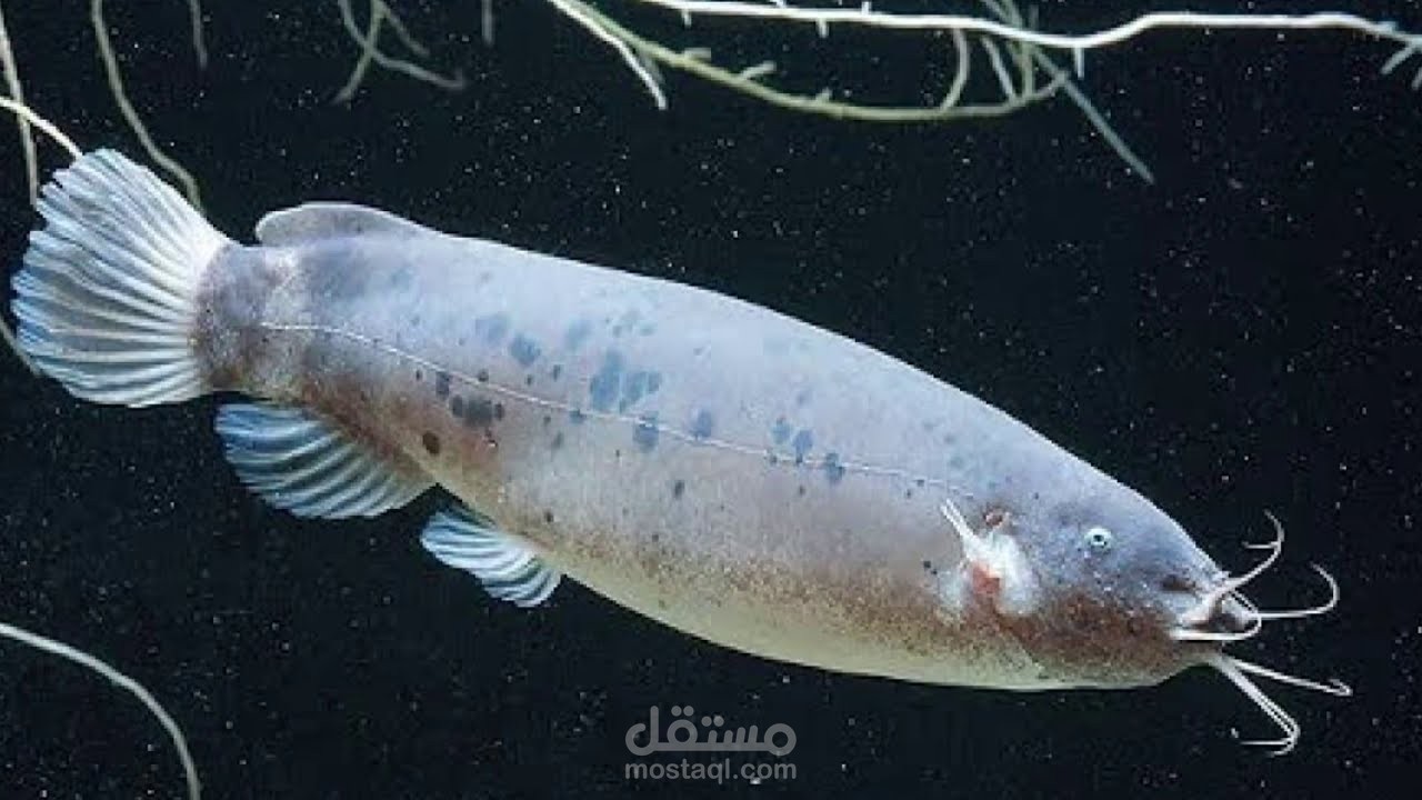 الكهرباء الساكنة