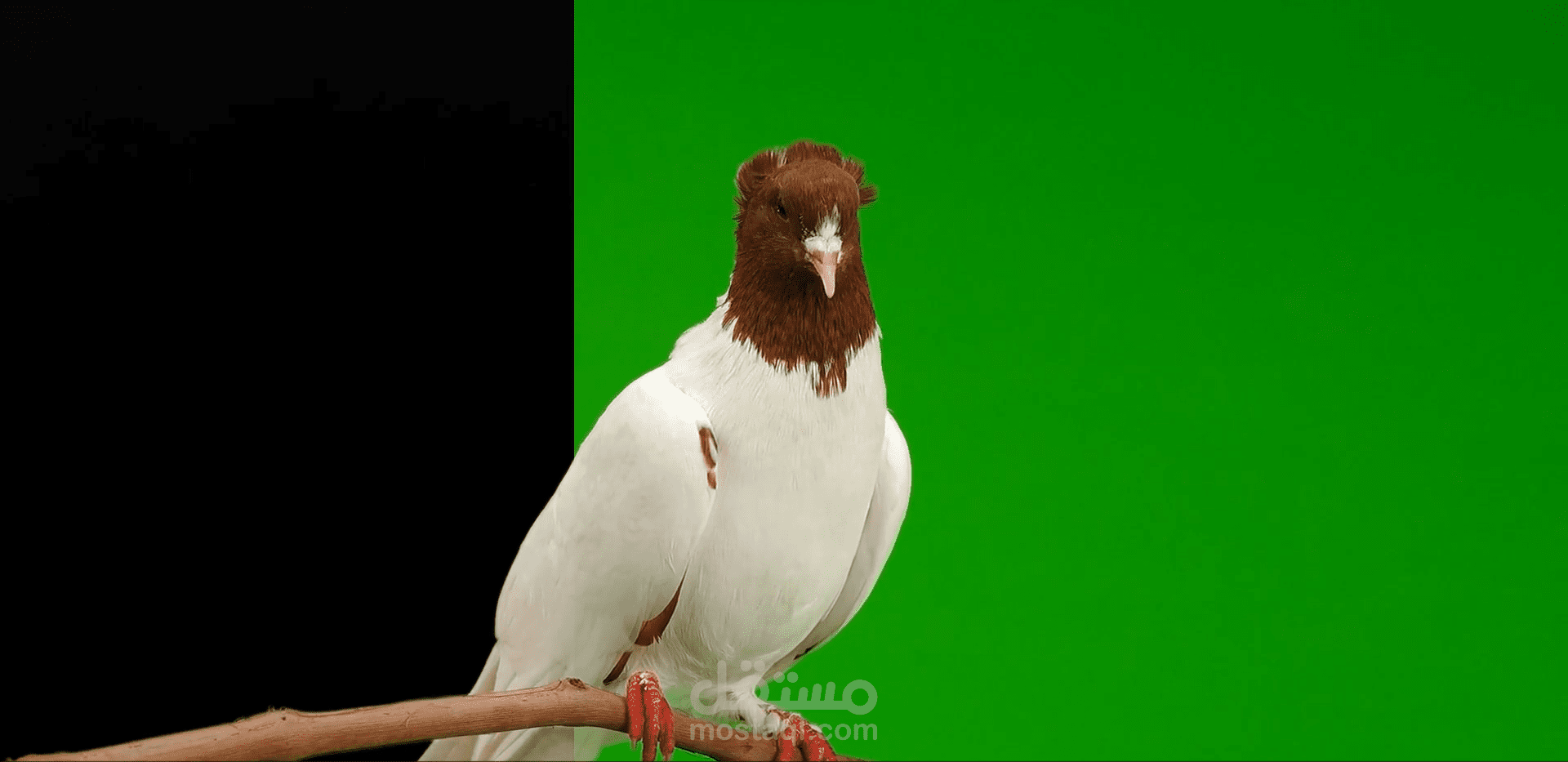 بعض مهارات العمل