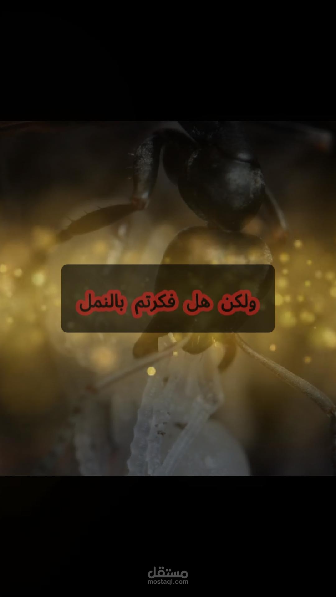كيف ينام النمل