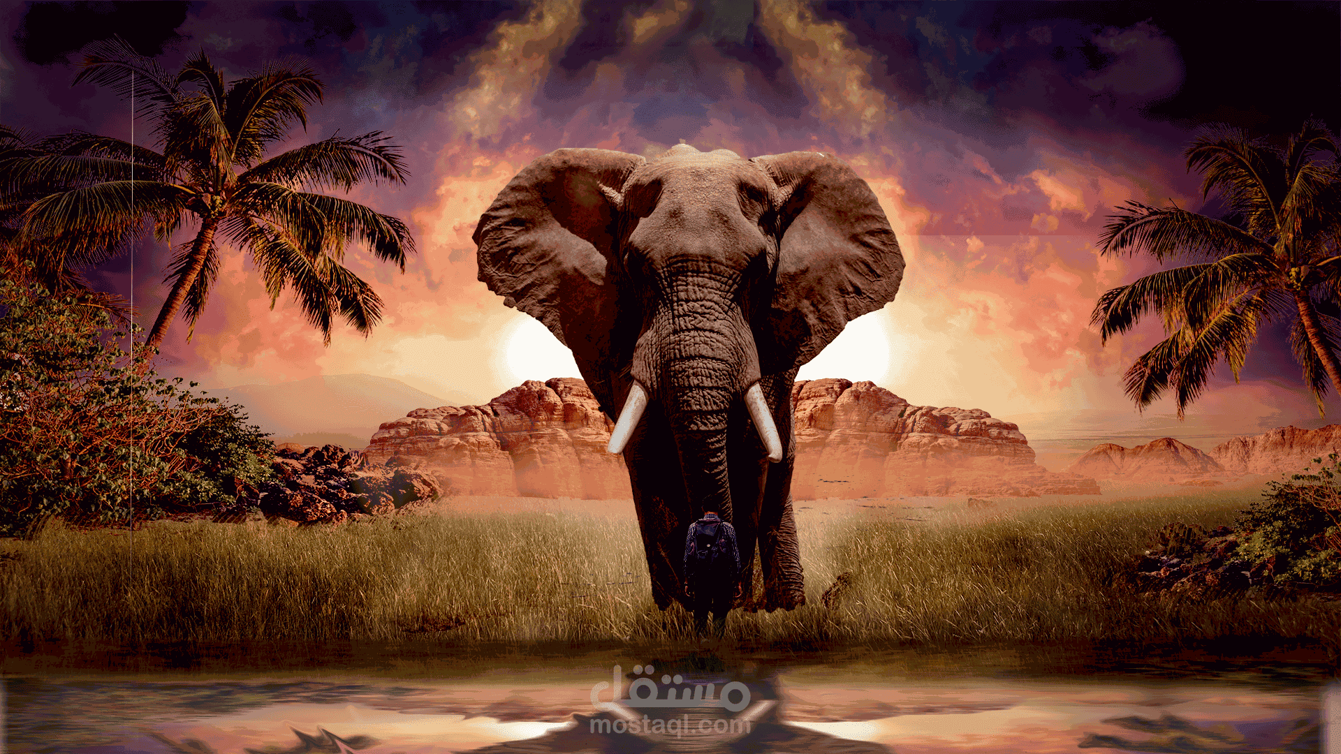 The mysterious elephant