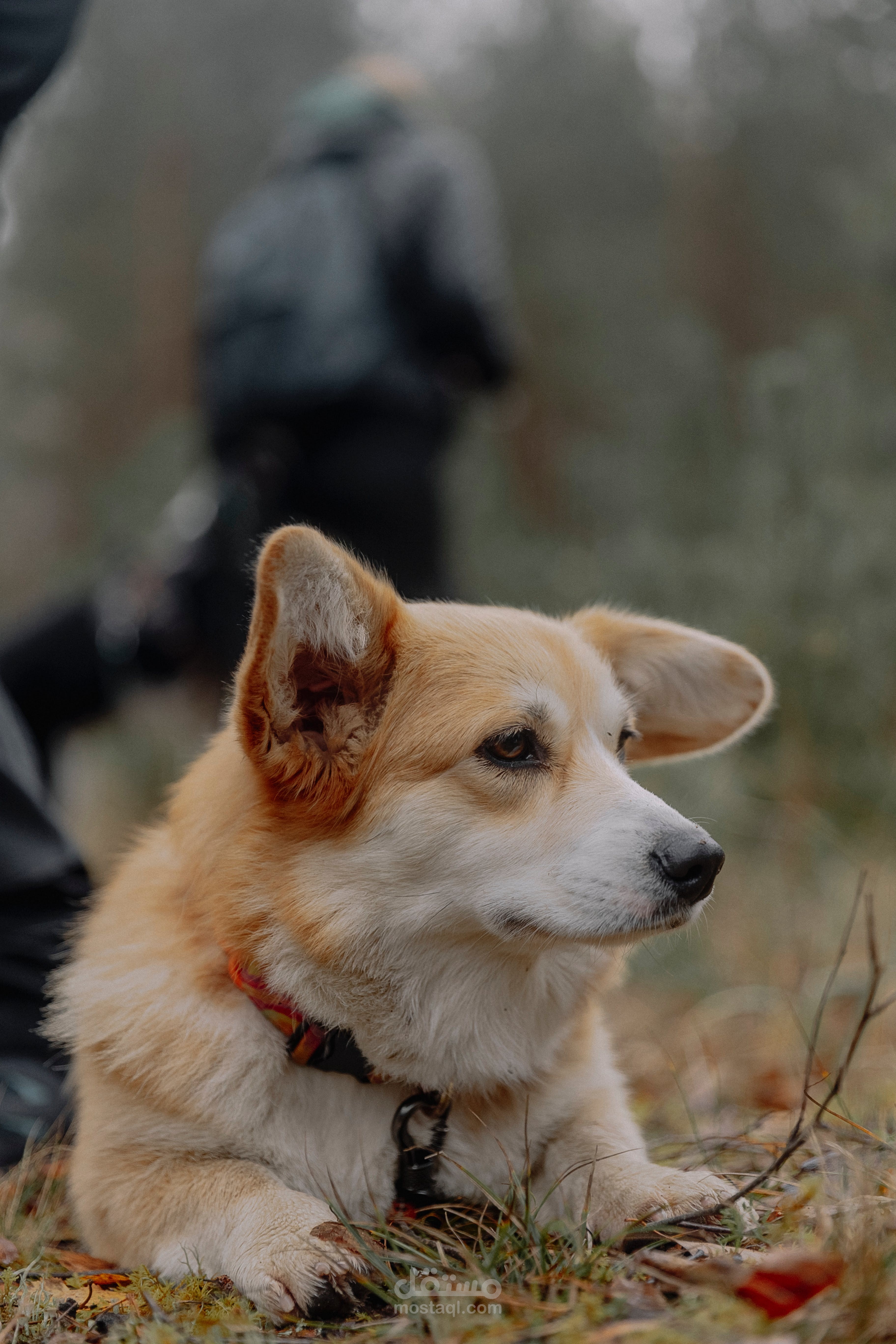 تأثير الحيوانات الأليفة على تحسين الصحة القلبية والوقاية من الأمراض