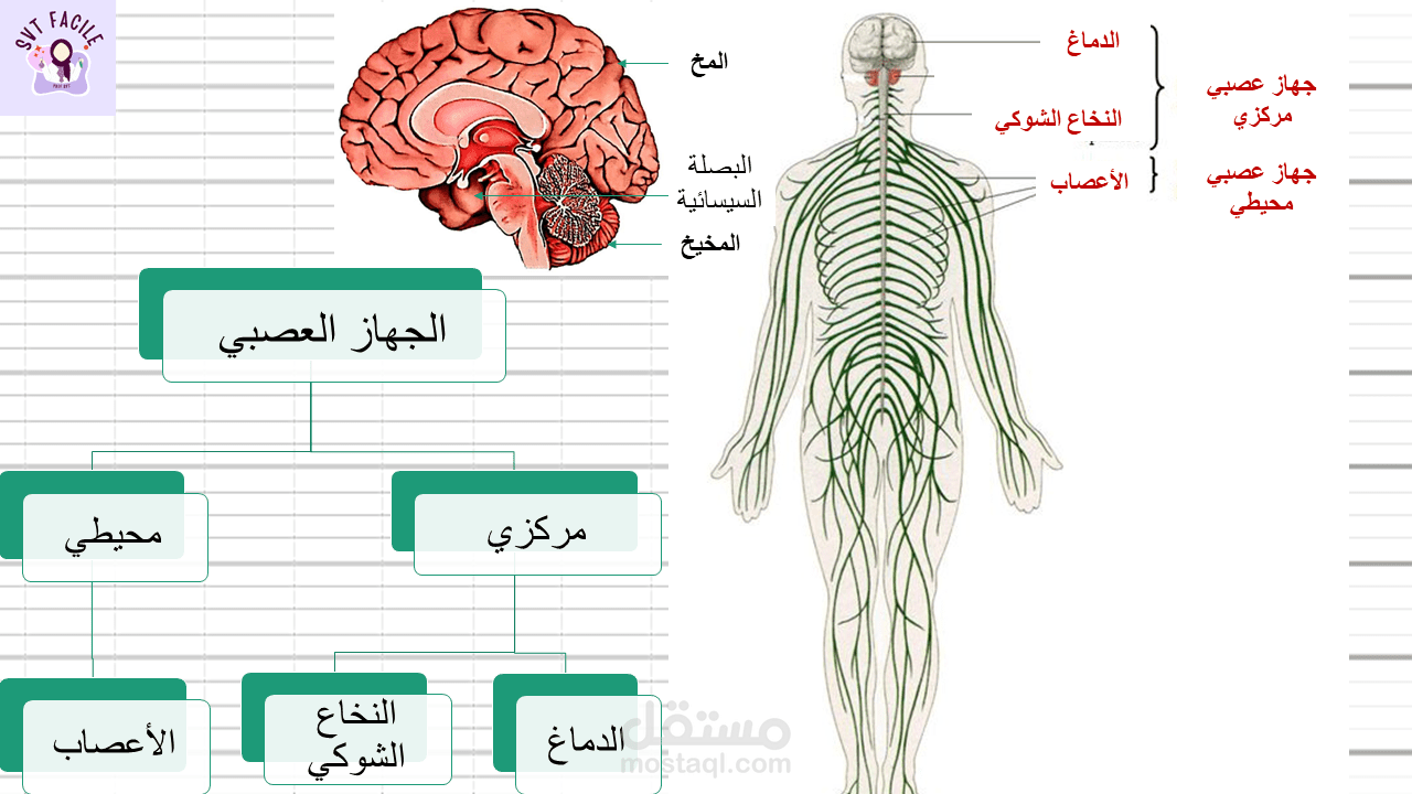 الجهاز العصبي