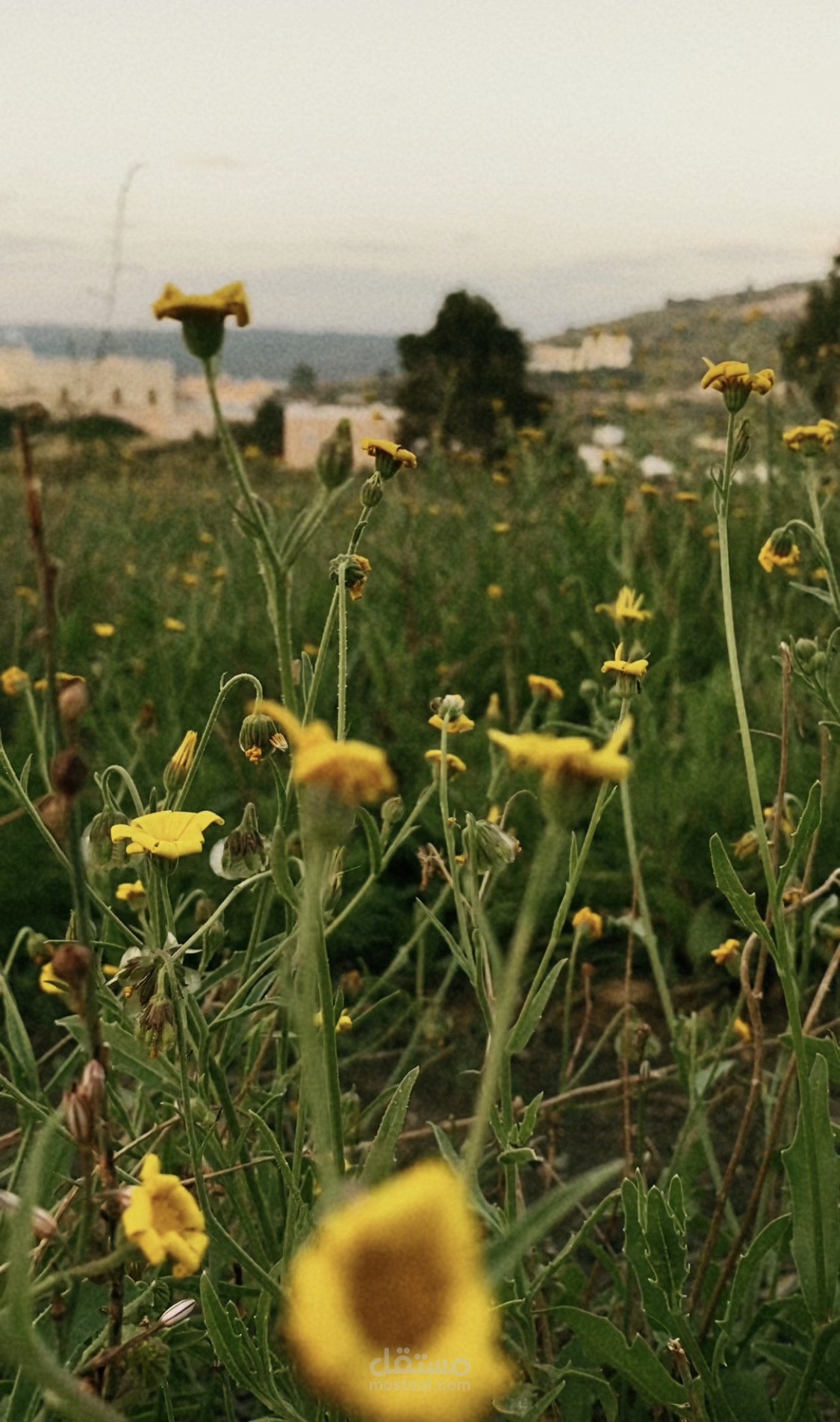 مونتاج وتصوير مقطع