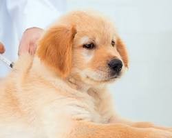 The Importance of Pet Vaccinations
