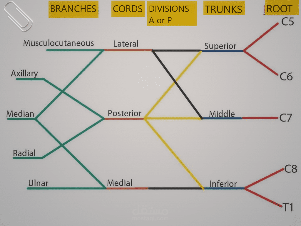 Simple diagram of brachial plexus
