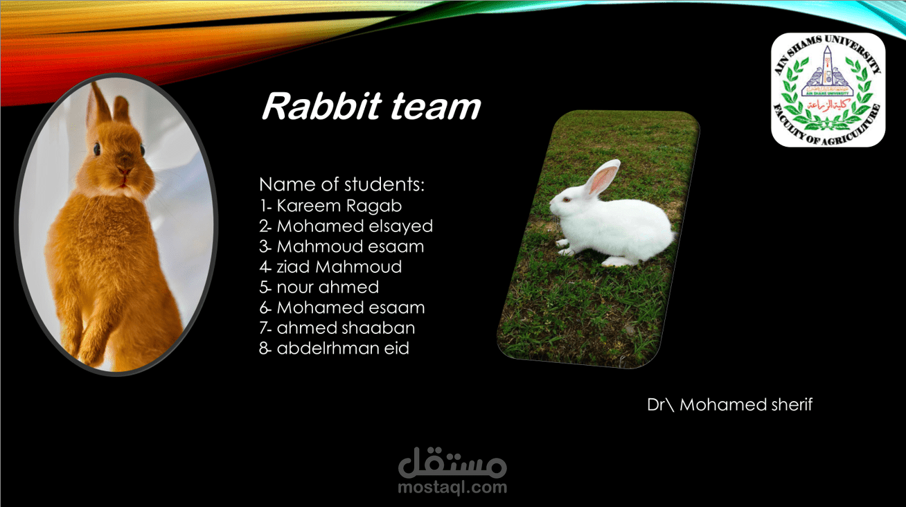 غلاف تقديمى لبحث جامعى عن الأرانب