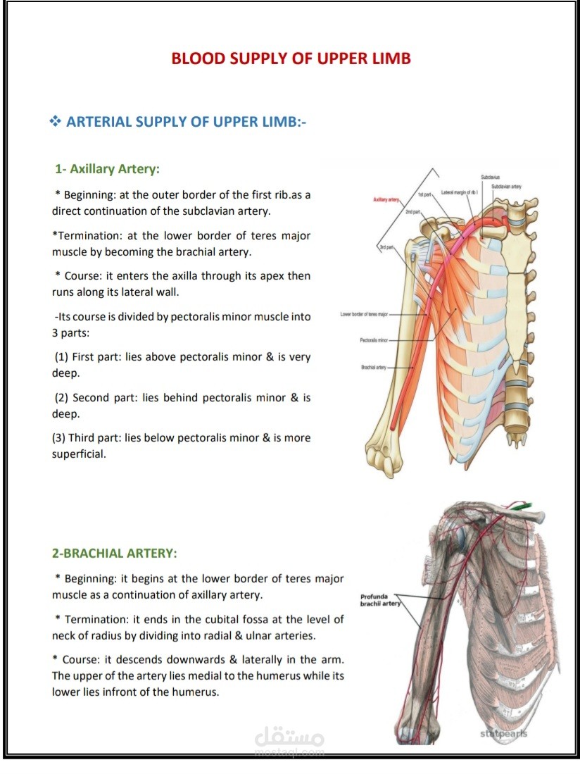 body blood supply of upper lumb