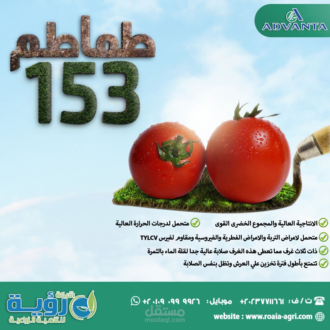 تصميم طماطم ١٥٣