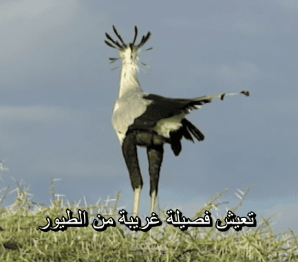 ترجمة مقطع فيديو وثائقي عن طائر السكرتير.
