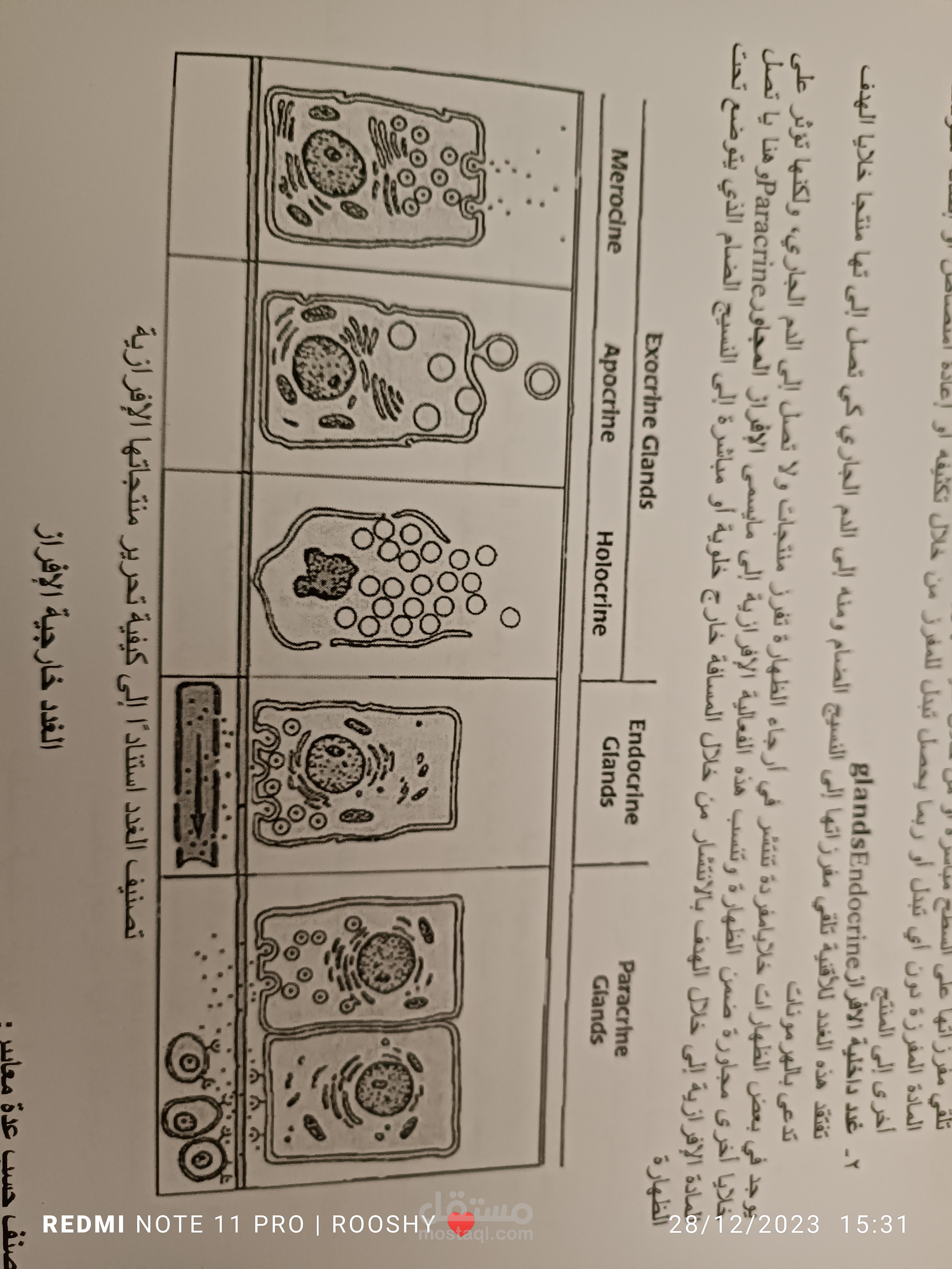 اللغة العربية