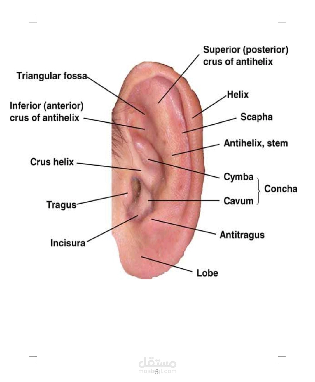 كتابة بحث علمي عن anatomy of external ear بالمراجع العلمية الموثوقة فيما يزيد عن 3000