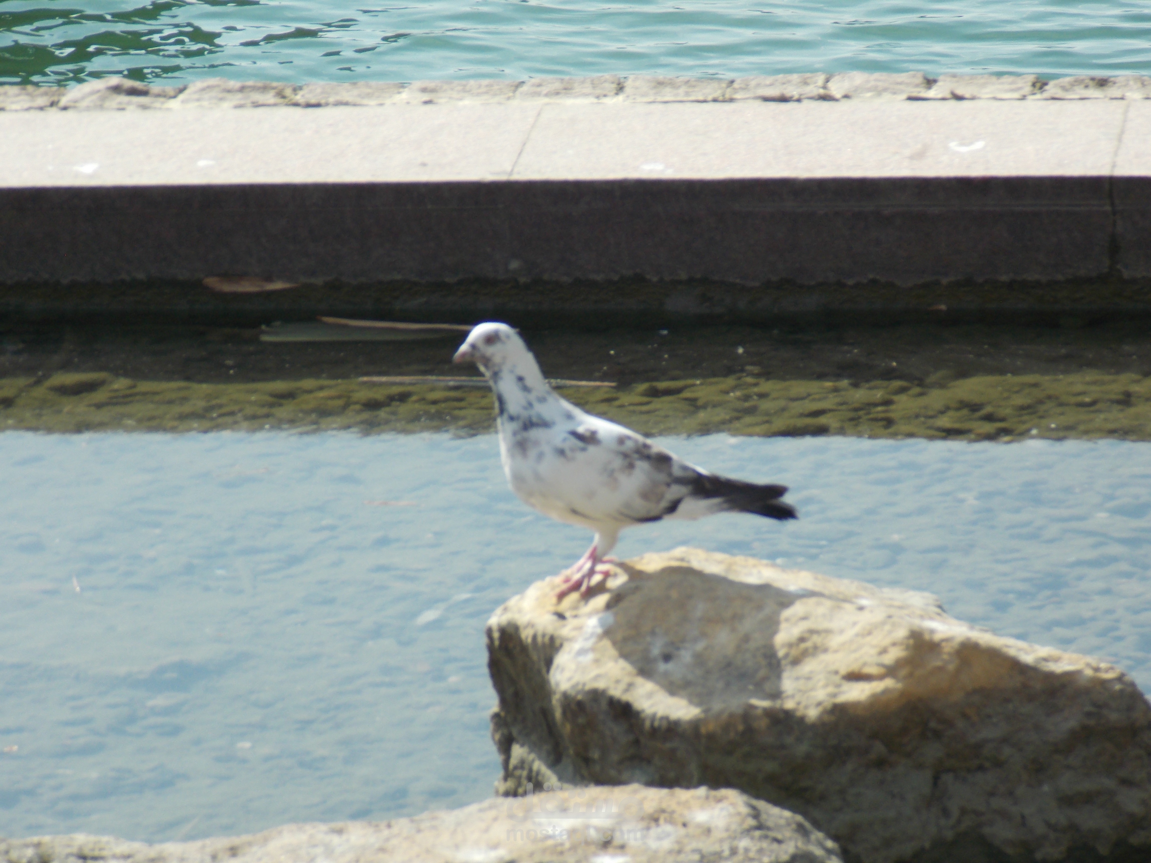 الصور الابداعية