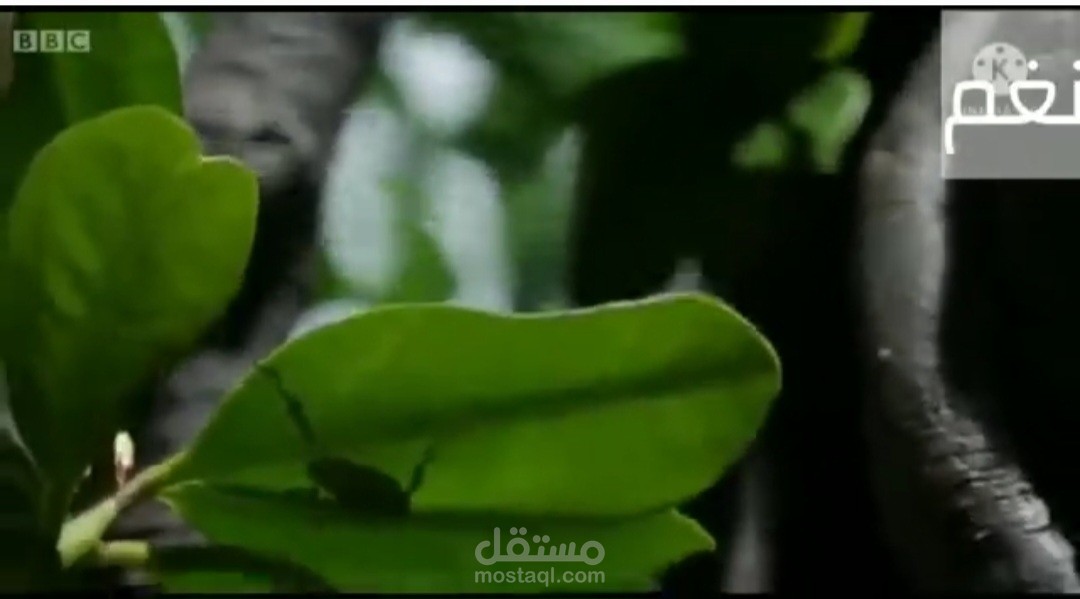 عالم الأسماك والحياة البحرية